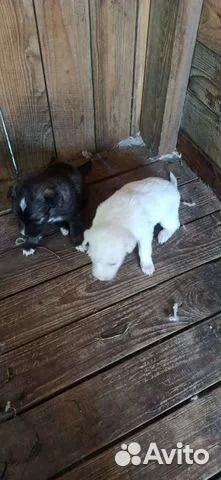 Собаки (щенки) бесплатно