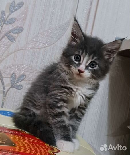 Мейн-кун котята