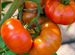 Рассада коллекционных сортов томатов