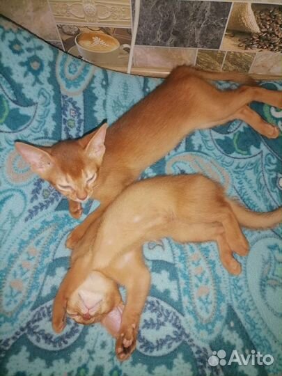 Абиссинкие малыши