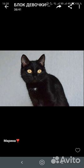 Лапочка,девочка Поночка,10 мес,ласковая и нежная