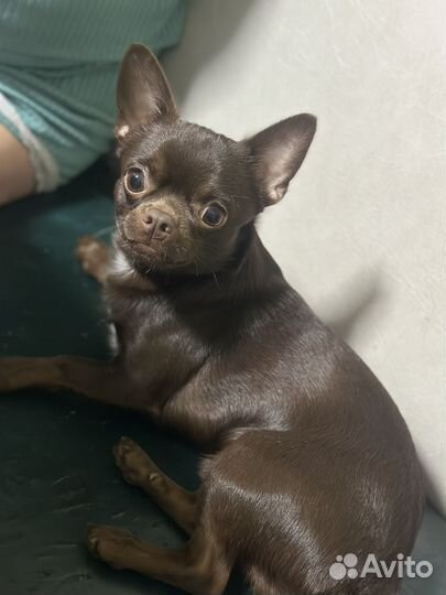 Случка чихуахуа