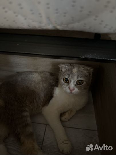 Кошка в добрые руки