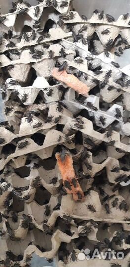 Кормовые объекты. Сверчки двупятнистые, банановы