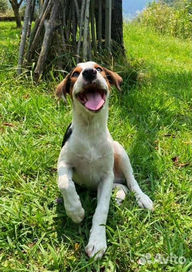 Щенок Брюс в добрые руки