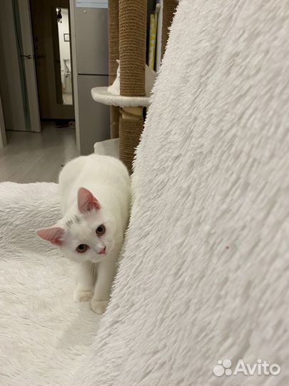 Британские котята белые (м)