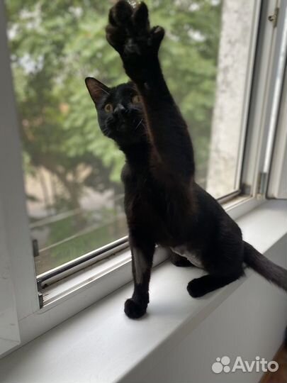 Черная Ноча