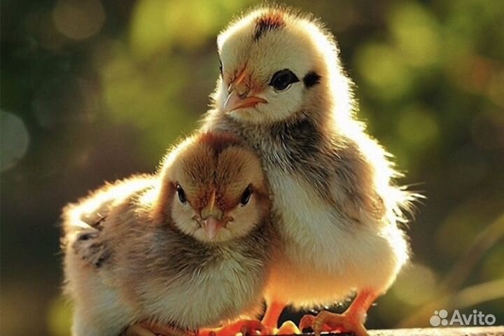 Цыплята Мастер Грей