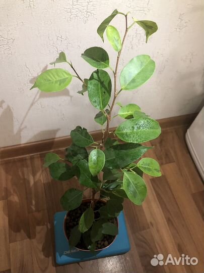 Фикус бенджамина