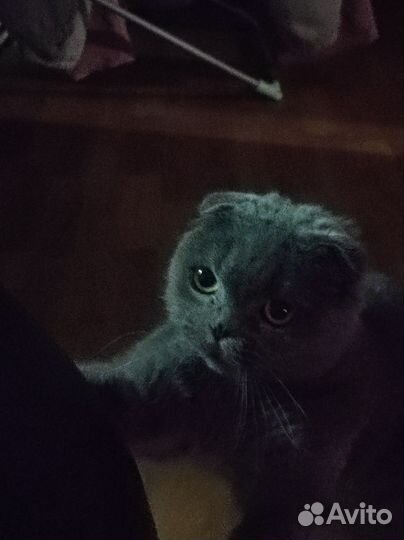 Шотландская