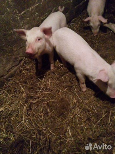 Поросята