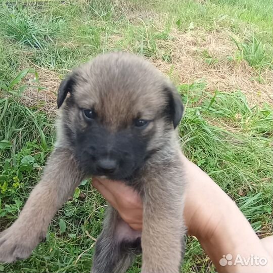 Собака в дар