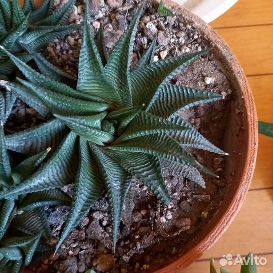 Суккуленты