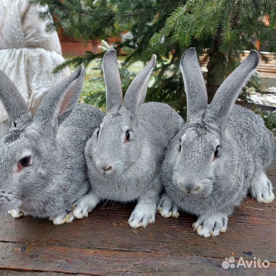 Полтавское серебро, советская шиншила