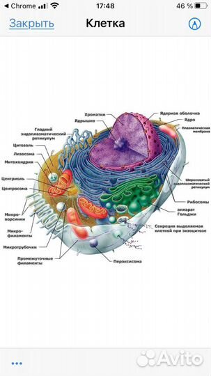 Путешествие в мир живой клетки