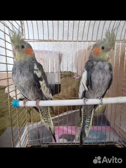 Попугай корелла мальчик