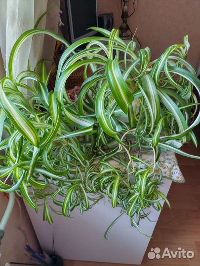 Хлорофитум кудрявый Бонни
