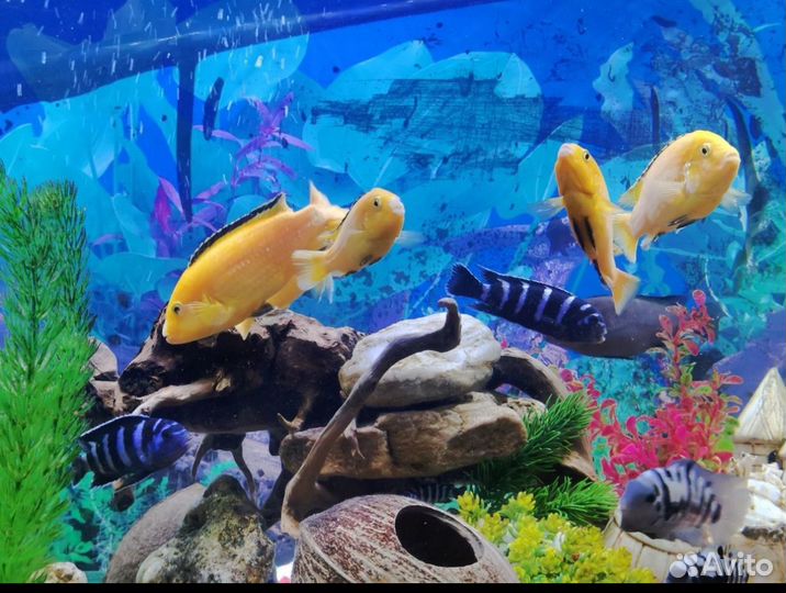 Рыбки аквариумные демасони