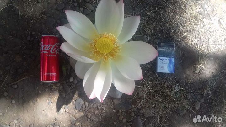 Семена лотоса