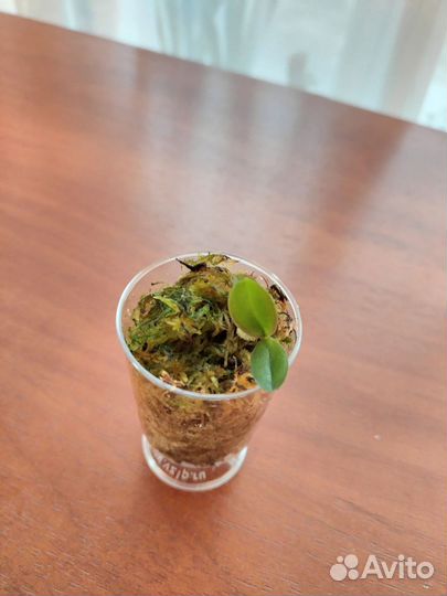 Орхидея фаленопсис