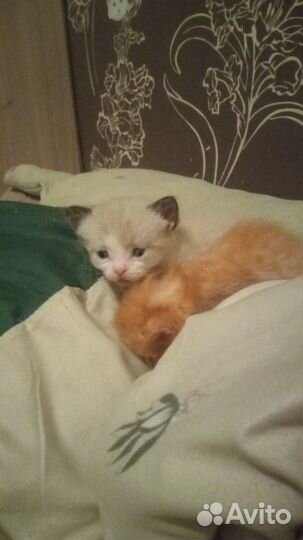 Котята в дар