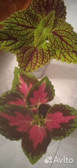 Колеусы черенки