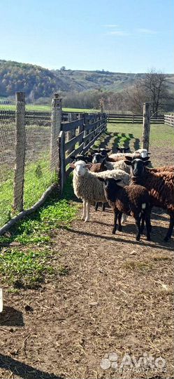 Бараны романовской породы на мясо