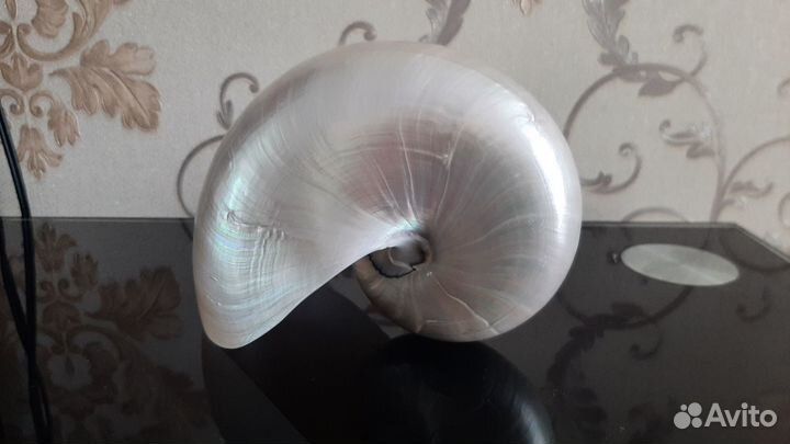 Морская раковина Наутилус