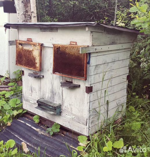 Пчелиный улей