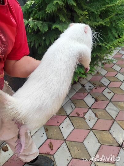 Нутрии на племя