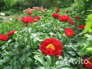 Саженцы (деленки) пионов