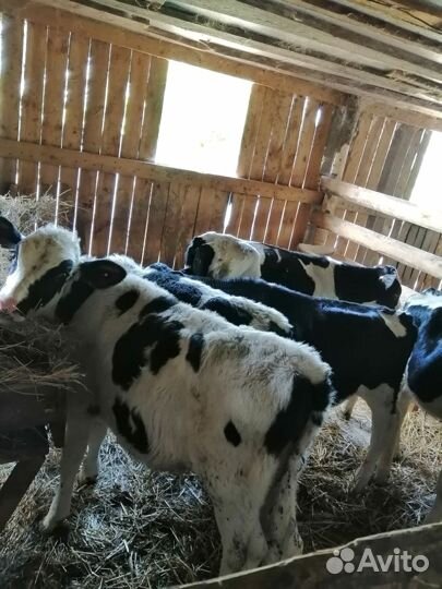 Бычки Телята