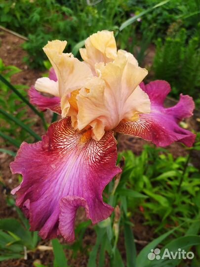 Ирисы бородатые #2