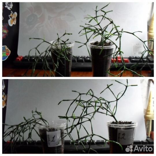 Домашние растения