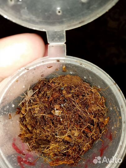 Пауки птицееды