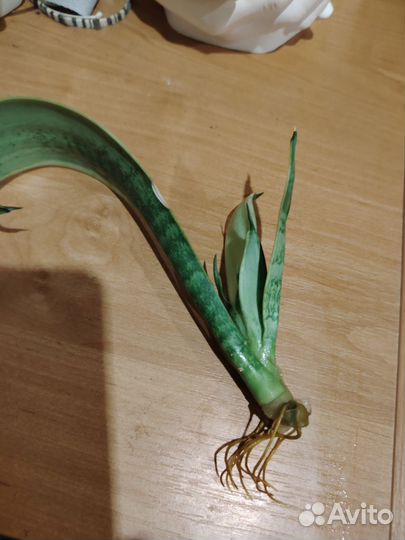 Сансевьерия Snow White