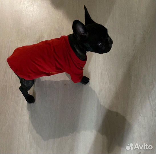 Кофточка, толстовка для любимца