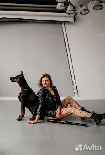 Доберман для фотосессий. Фотосессия с доберманом