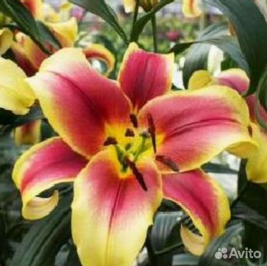 Лилии луковицы оптом