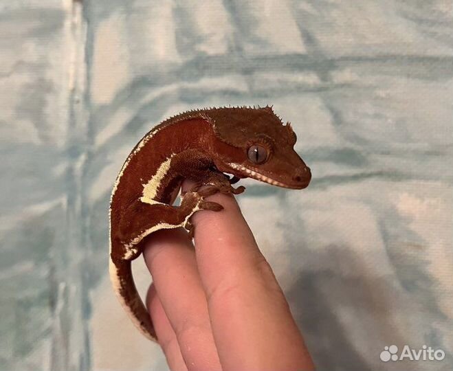 Бананоеды Red Lilly White