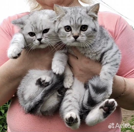 Британские котята