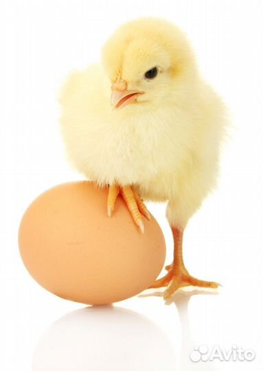 Цыплята бройлеры кобб 500