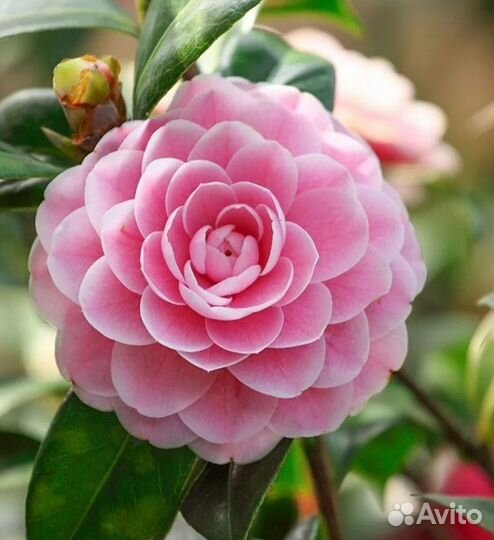 Камелия роза японская. Вечно зеленые