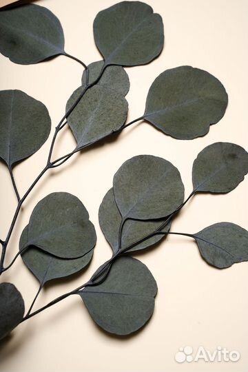 Растения стабилизированные, оптом, в пачках