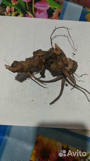 Мандрагора Саженцы