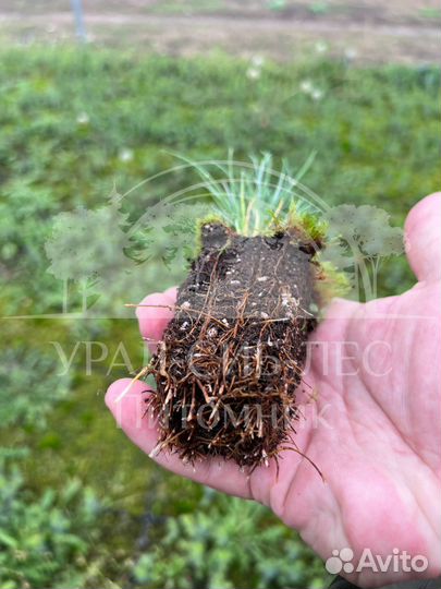 Горная сосна Мугус с зкс сеянцы