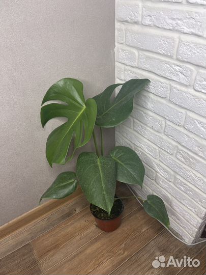 Монстера комнатные цветы