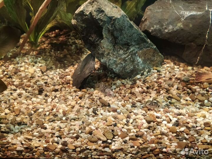 Натуральный грунт для аквариума