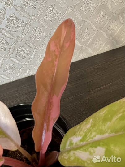 Филодендрон Карамель Марбл вариег