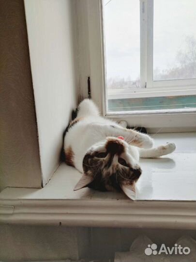 Передержка домашних животных